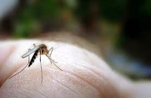 Tώρα είναι η εποχή των ψεκασμών για τα κουνούπια