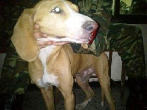 Ελληνικός Στρατός. Βασανιστής ζώων : Κρούσμα βασανισμού σκύλων στο ΚΕΤΘ Αυλώνας.