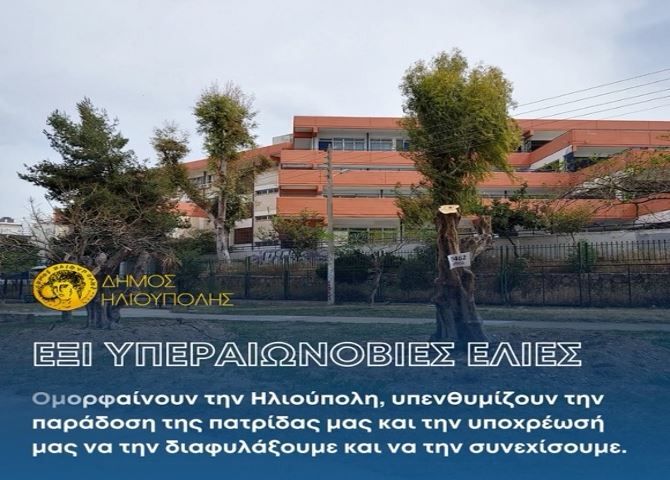 Δήμος Ηλιούπολης: ''Η φιλόξενη γη της Ηλιούπολης καλωσόρισε πρόσφατα 6 υπεραιωνόβιες ελιές''