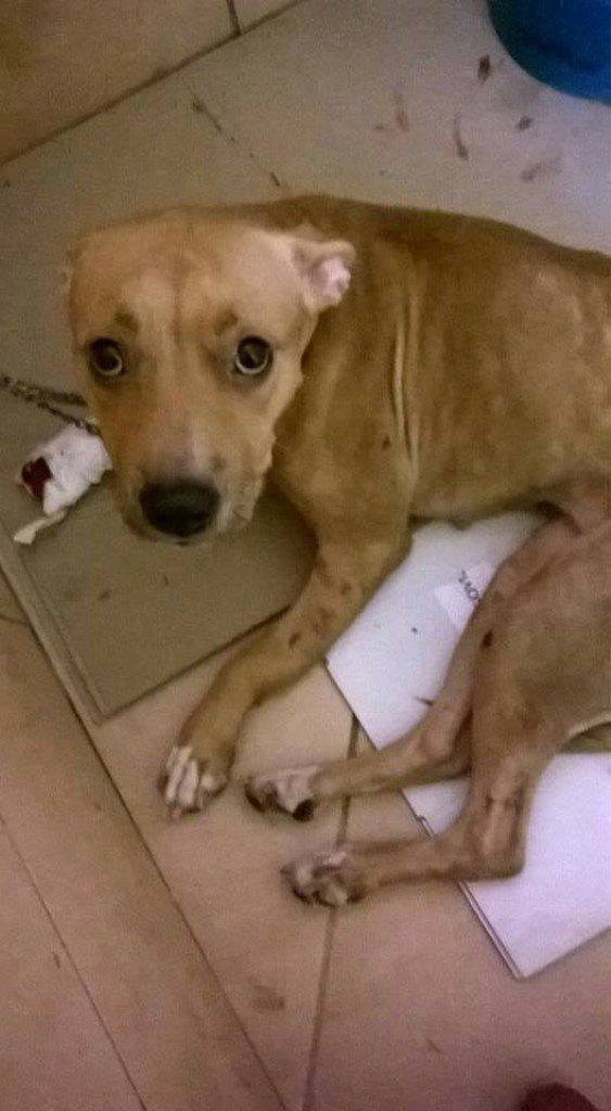 Η ιδιοκτήτρια του κακοποιημένου σκύλου της πλ. Αμερικής ζητάει την ποινική δίωξη του δράστη
