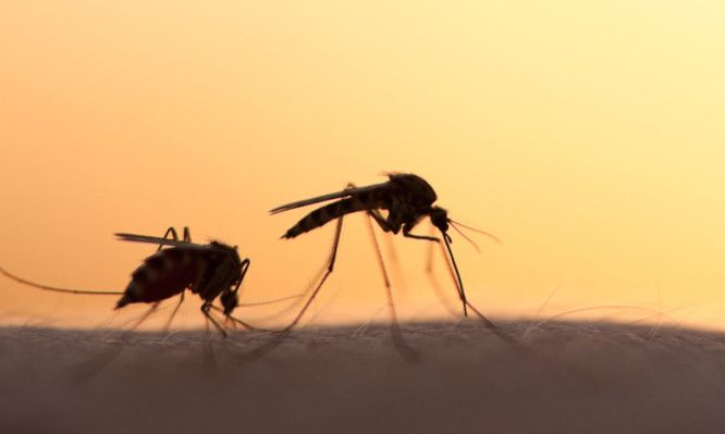 ΙΣΑ: Δεν πραγματοποίησαν εγκαίρως ψεκασμούς για τα κουνούπια