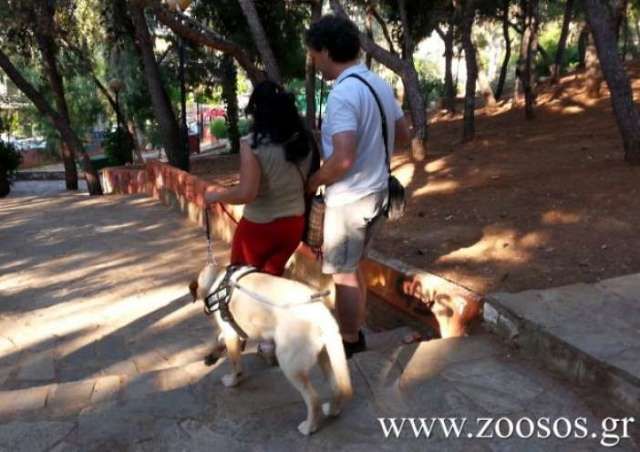 Κολυμβητήριο στην Αθήνα δεν επέτρεψε σε τυφλούς να μπούν με σκυλιά - οδηγούς