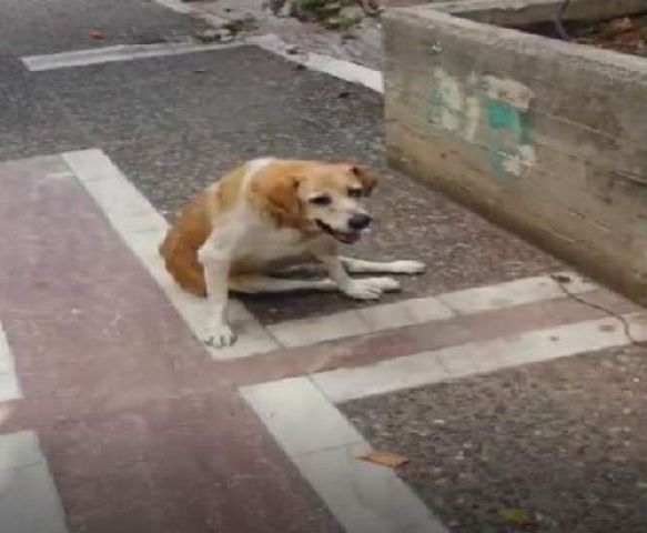 Έκκληση για το παράλυτο σκυλί που ζει στο Μοσχάτο και σέρνεται στην άσφαλτο (βίντεο)