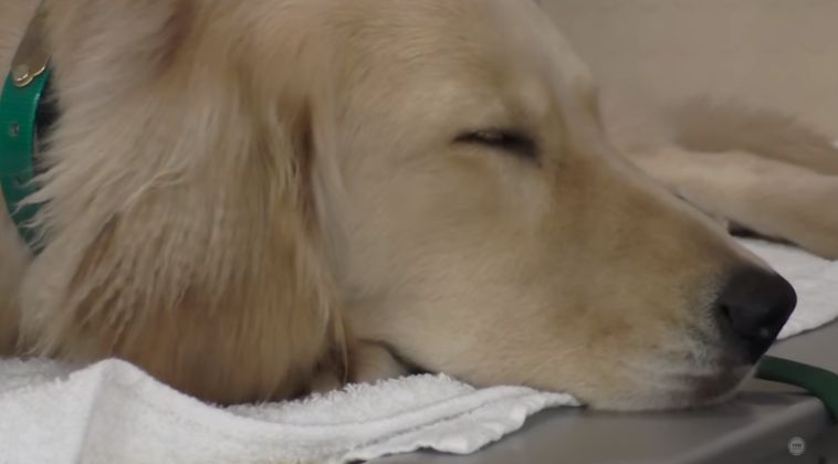 Η.Π.Α. - Προσέλαβαν σκύλο εργασίας για να βοηθάει τα παιδιά με καρκίνο σε Νοσοκομείο Παίδων