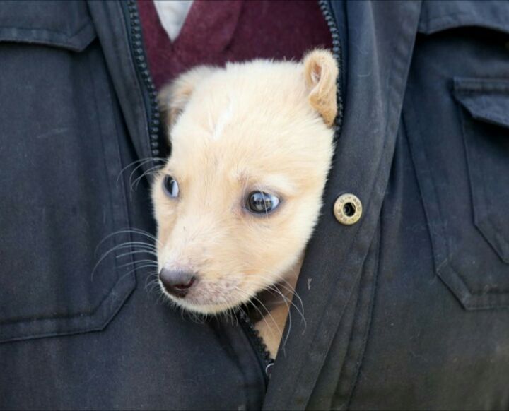 Αξιολάτρευτοι σκύλοι ψάχνουν σπίτι στις ημέρες υιοθεσίας της Ζωοφιλικής Ένωσης Ηλιούπολης