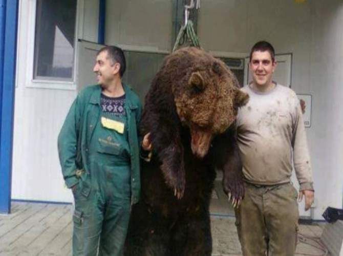 Δεν είναι από την Ελλάδα η φωτογραφία με την σκοτωμένη αρκούδα. (Ellinika Hoaxes)