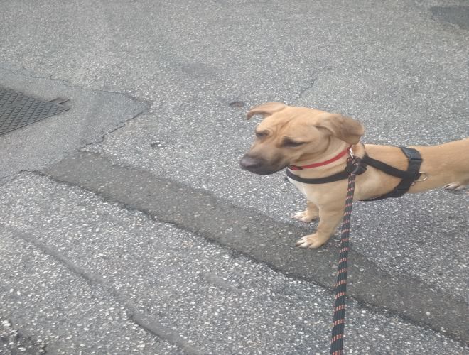 Βρέθηκε σκύλος στην Ηλιούπολη.