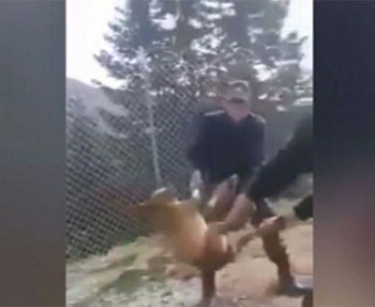 Προσοχή σκληρές εικόνες: Στρατιώτες πετάνε σκυλάκι σε γκρεμό