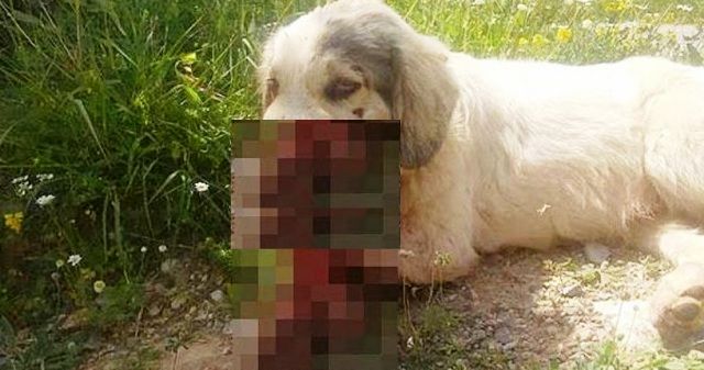 Χτυπημένος από αυτοκίνητο ο σκύλος με τα σπασμένα σαγόνια στην Καλαμάτα