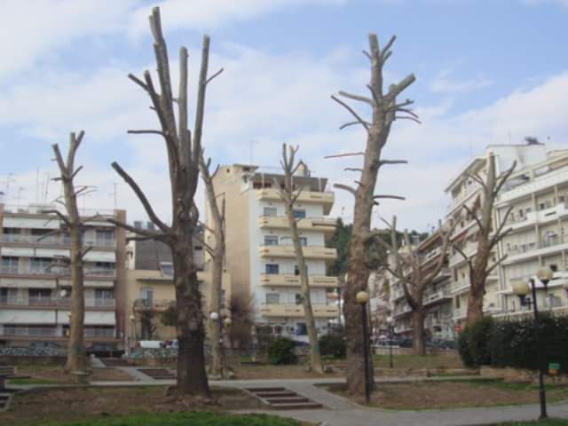 Κι.Π.Η.-  Κίνηση Πολιτών Ηλιούπολης: Δέντρων Κλαδέματα: Μια πονεμένη ιστορία (του Σ. Μερτζεμέκη, δασοπόνου)