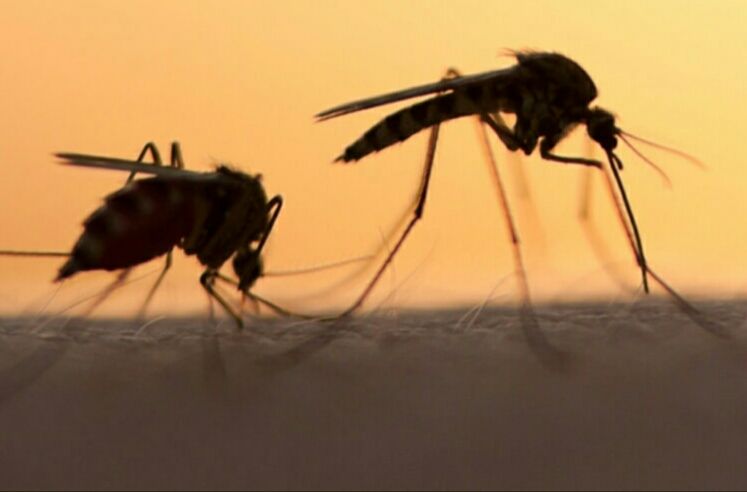 Ψεκασμούς «από αέρος και εδάφους» κατά των κουνουπιών και στην Αττική ζητά η Κ.Ε.Δ.Ε.