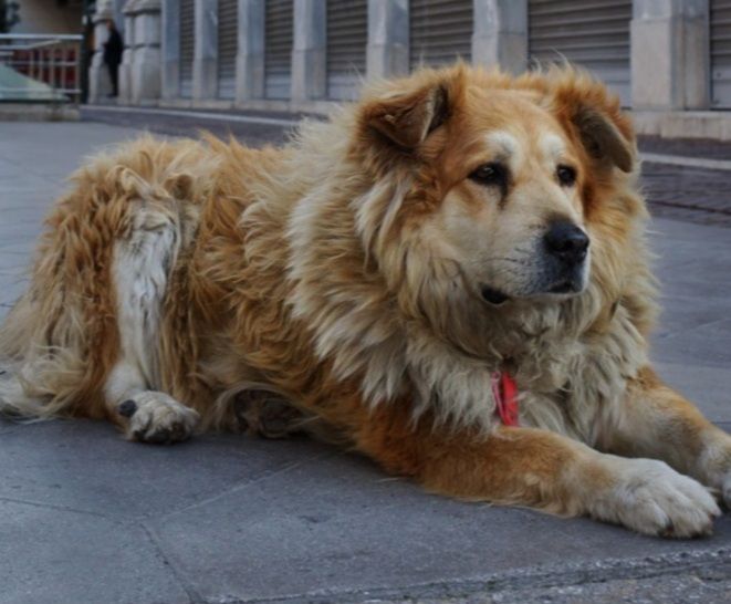 Οδηγός φορτηγού πάτησε και σκότωσε τον Σωκράτη,  έναν από τους πιο γνωστούς αδέσποτους σκύλους της Αθήνας