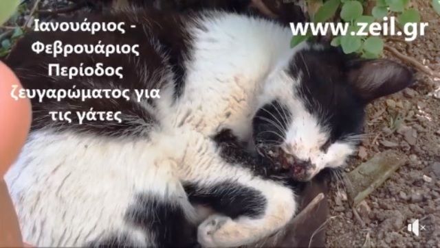 Ζωοφιλική Ένωση Ηλιούπολης: ''Χρειαζόμαστε την βοήθειά σας για να συνεχίσουμε να στειρώνουμε αδέσποτες γάτες''