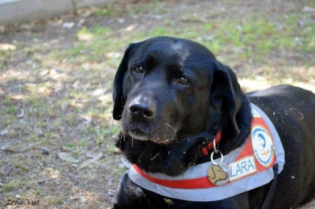 Πέθανε η Λάρα, ο πρώτος σκύλος - οδηγός τυφλών της Ελλάδας