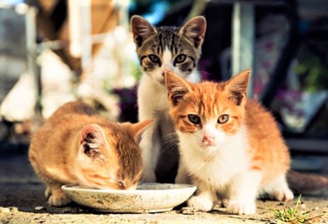 Δήμος Ηλιούπολης: ''Διανομή 2.250 κιλών τροφών για αδέσποτες γάτες, σε καταγεγραμμένους φροντιστές αδέσποτων''.