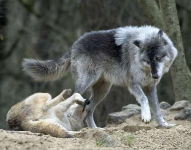 Τρόμος για οικογένεια στην Πάρνηθα: Λύκος τους άρπαξε τον σκύλο και χάθηκε στο δάσος