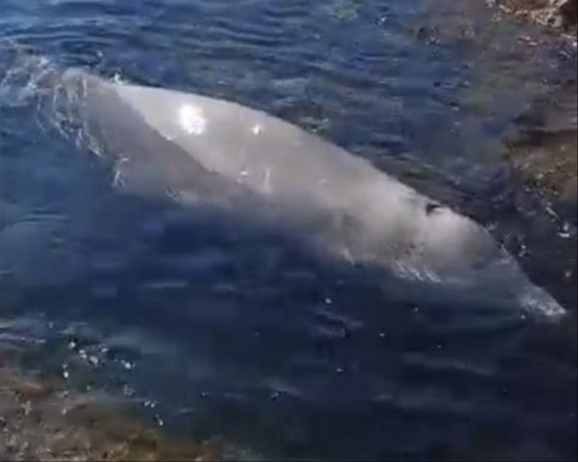 Απίστευτο περιστατικό στον Άλιμο: Στα ρηχά μικρή φάλαινα
