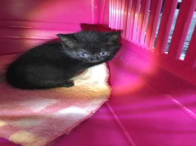 Ηλιούπολη: Διέσωσαν μωρό γατάκι που ήταν μέρες εγκλωβισμένο σε φρεάτιο