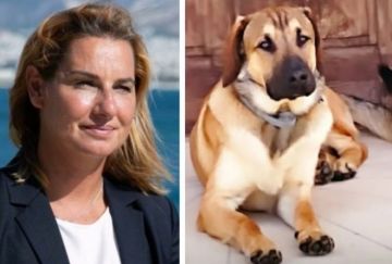 Bάρκιζα: Οδηγός παρέσυρε και σκότωσε τον σκύλο της Σοφίας Μπεκατώρου