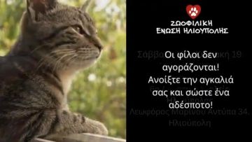 Ημέρα Υιοθεσίας Γάτας από την Ζωοφιλική Ένωση Ηλιούπολης 